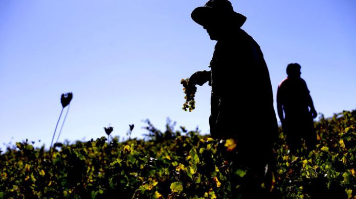 Seremi de Agricultura da cuenta de positivos avances para nuevo estatuto agrícola