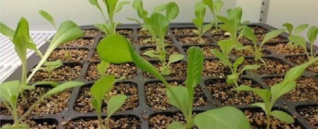 Ante 160 productores de Maule investigadoras INIA mostraron ventajas de usar hongos endófitos en agricultura