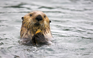 Visones, jotes y jabalíes: Cuáles son los animales perjudiciales y dañinos para el ecosistema en Chile