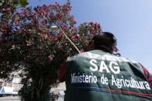 SAG erradicó mosca de la fruta en Iquique