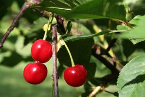 Chile avanza en el desarrollo de su propia variedad de cereza
