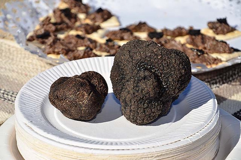 Australia superará a Francia en la producción de trufas negras