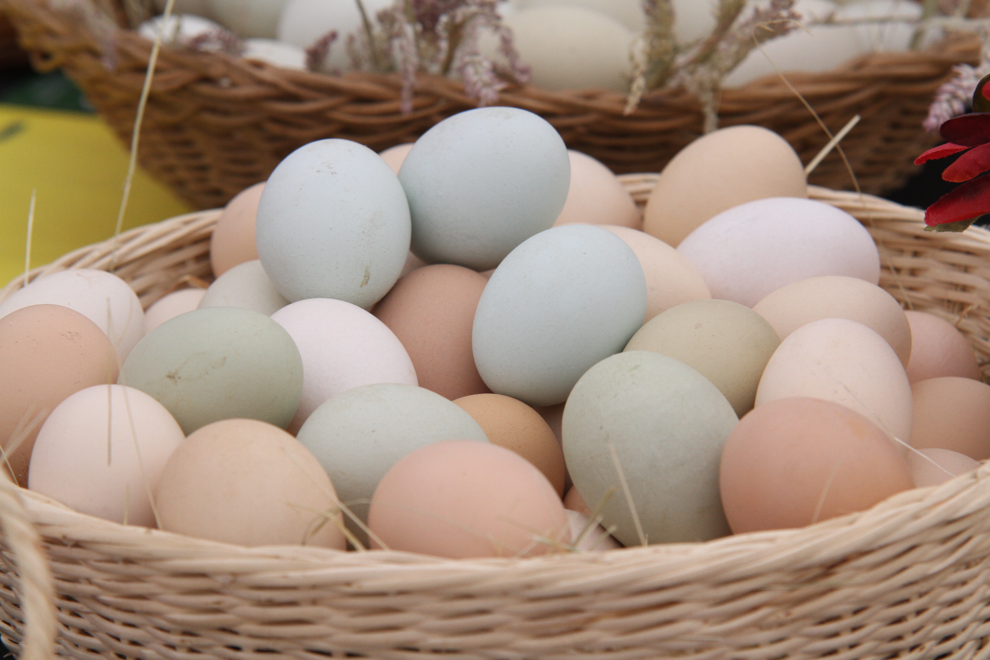 Familias indígenas lideran proyecto que transformó los huevos azules en un súper alimento