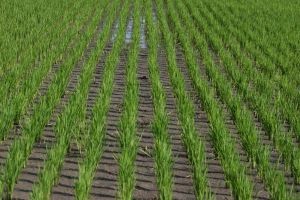 INIA reorienta el cultivo de arroz en Chile hacia la sustentabilidad