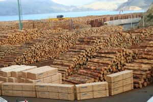 Exportaciones forestales de 2018 podrían superar récord histórico de 2014
