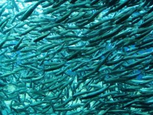 Una sinergia entre acuicultura y agricultura será potenciada por SALMÓN CHILE, en SAGOfisur 2018
