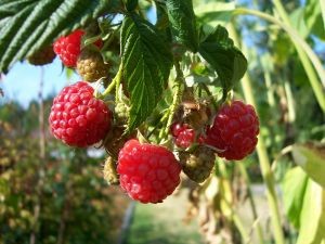 Los mismos clientes que compran el arándano peruano se interesarán por las frambuesas que produzca el país
