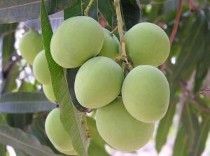 Chile es un mercado importante para la exportación de mango peruano”