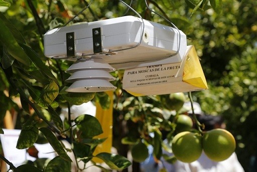 El SAG luchará contra la mosca de la fruta con trampas