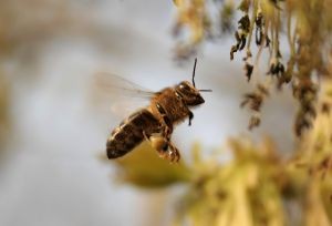 Fundamentales en la producción de alimentos: Protejamos a los polinizadores