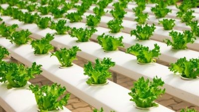 “Un modelo agrícola totalmente nuevo”: JD y Mitsubishi abren la fábrica de plantas hidropónicas más grande de China
