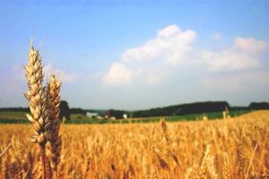 Agricultor de Victoria denuncia extorsión y amenazas de grupos mapuches sobre sus plantaciones