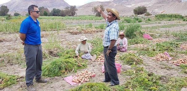 Cuantifican daño agrícola y pecuario tras lluvias estivales en la quebrada de Tarapacá