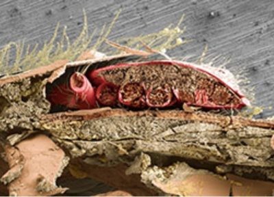 Investigación de ARS-USDA derriba creencias sobre comportamiento de ácaro que merma la población de abejas
