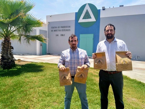 SAG Arica y Parinacota envía pupas de moscas estériles a la Región Metropolitana para combatir la mosca de la fruta