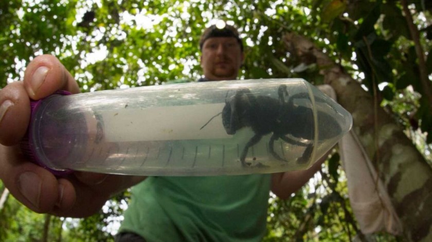 Es enorme: Redescubren a la abeja más grande del mundo