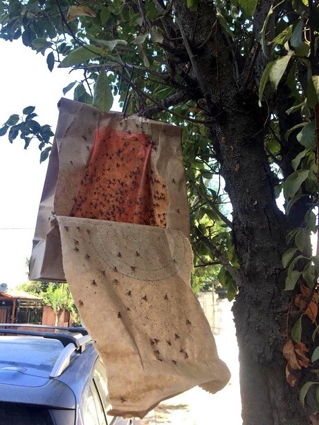 SAG comienza liberación de insecto estéril de mosca de la fruta en Región Metropolitana