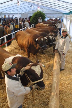 Las principales razas de carne con mejor desarrollo en Chile