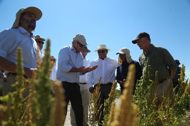 Ministro Walker encabeza Congreso Mundial de la Quinua: “Es un cultivo que se adapta muy bien a la agricultura familiar campesina y queremos impulsar su desarrollo”