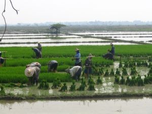 La cosecha mundial de arroz sobrepasará los 500 millones de toneladas