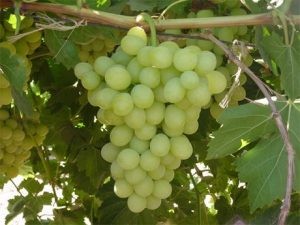 Productores de uva forman una alianza para detener el robo de variedades