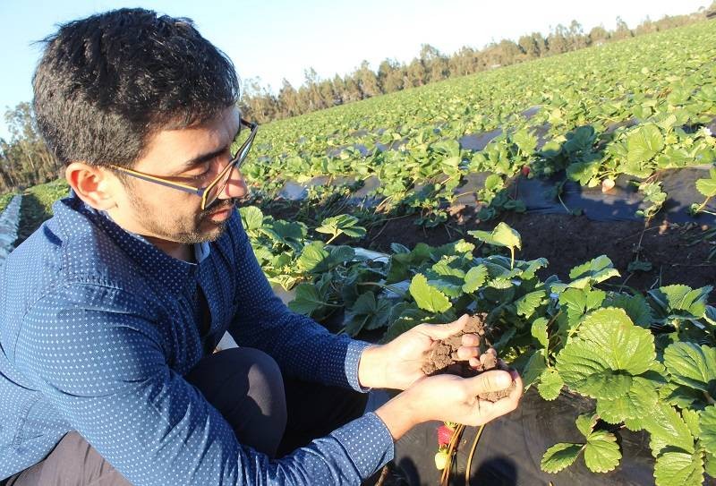 Dr. Carlos Zúñiga: “Un adecuado riego es clave para producir frutilla de calidad”