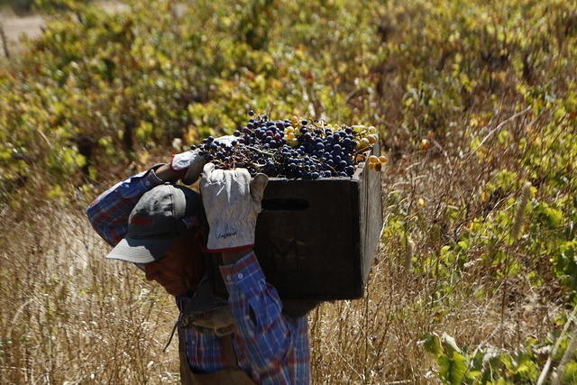 Viñateros del Itata solicitarán subsidio a Comisión de Agricultura