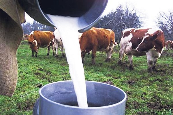 Cae la producción lechera a pesar de mejores precios