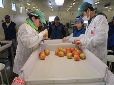 A partir del 31 de julio Sitio de Inspección Fitosanitaria de Teno finalizará sus actividades para esta temporada