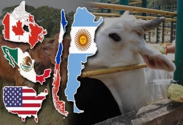 Así es el manejo sanitario de ganado bovino en 5 países de América