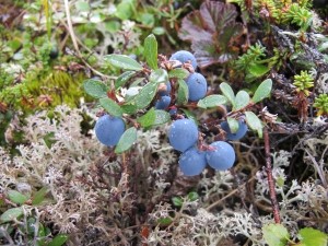Muchas plantas son transgénicos desarrollados por la naturaleza, afirma nuevo estudio