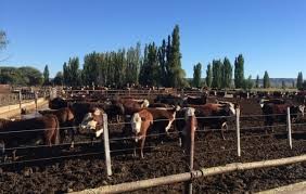 Argentina: Fue detectado un virus en bovinos que llega a confundirse con la aftosa