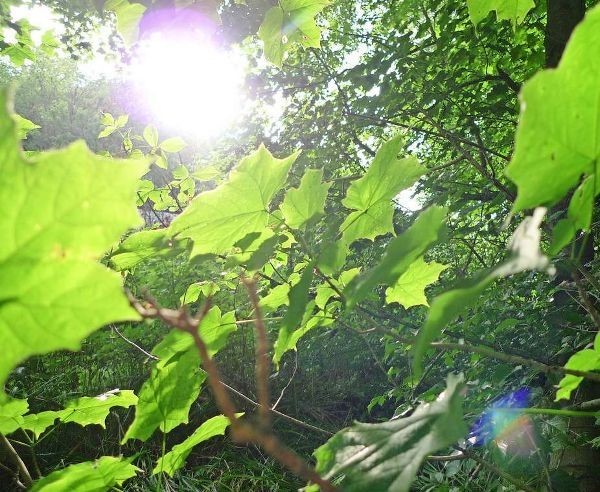 Descubrimiento clave de la fotosíntesis aumentaría la seguridad alimentaria