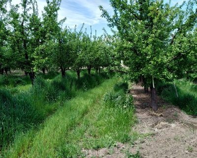 Iniciativa sustentable: “Corredores biológicos” para acabar con pulgones en huertos de ciruelos
