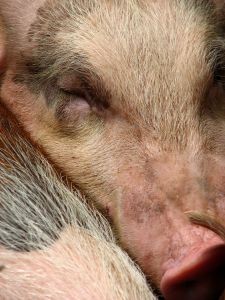 Alerta mundial: Enfermedad que ha matado a millones de cerdos en China amenaza al resto del planeta