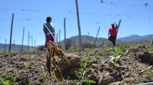 Declaran emergencia agrícola para ocho comunas de Ñuble