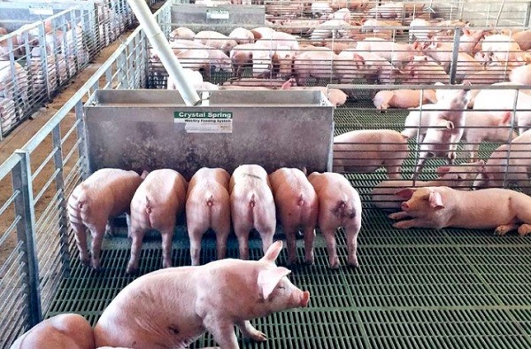 Maxagro levantará plantel porcino en Ñiquén