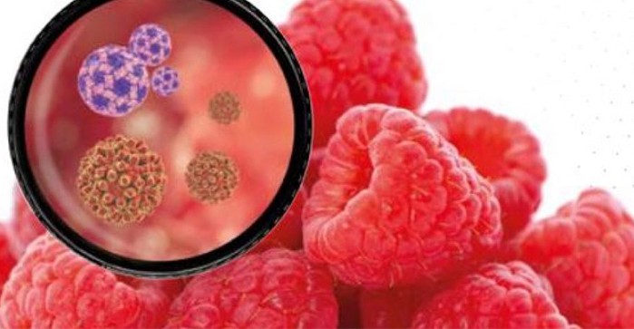 Alemania: desarrollan nuevo tratamiento para combatir norovirus en frutas y hortalizas