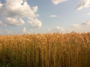España: El coronovairus ya afecta hasta en los precios de los cereales bajando su cotización junto al desplome del petróleo