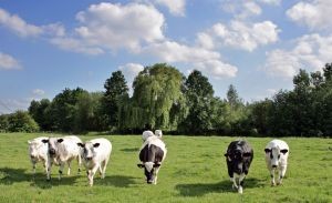 América del Sur lista para crecer en producción de leche
