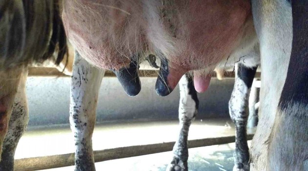 Precio de la leche cierra 2019 con un alza de 17% por litro en Los Lagos