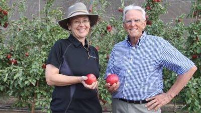¿Puede una nueva manzana conquistar el mundo?