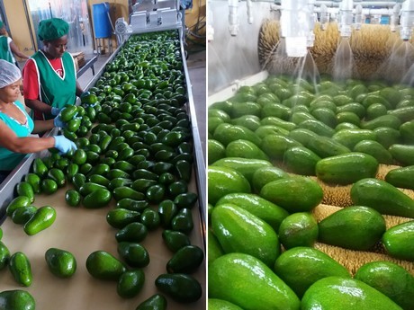 Perú: Exportaciones de palta crecieron en el primer trimestre