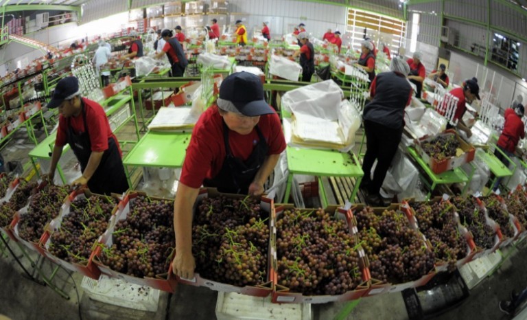 Perú: Cuarto proveedor de uvas de mesa en el mundo. Chile es el primero