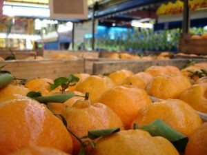 Primera Previsión de Organización Mundial de Cítricos estima en 12% incremento en exportaciones del Hemisferio Sur