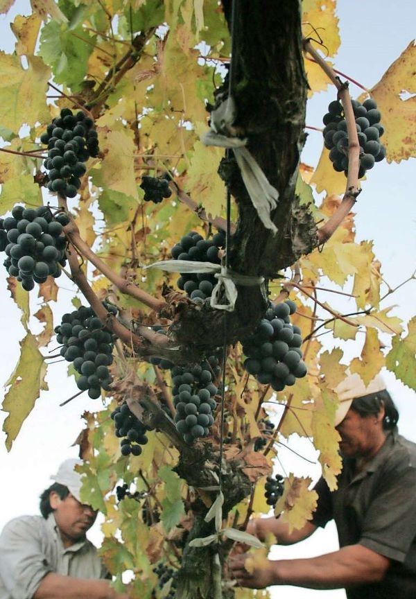Viña y comunidad mapuche logran pinot noir de alta gama