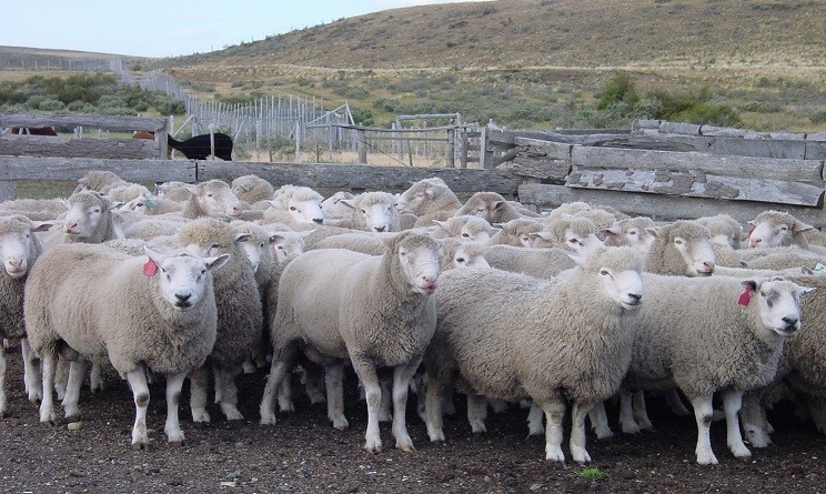 Inician zonificación en Magallanes para evaluar productividad agrícola a causa del cambio climático