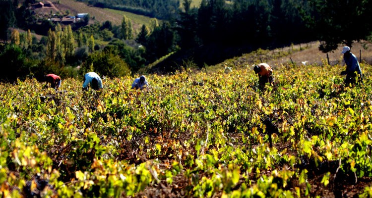 Seremi de Agricultura de Los Lagos: labor agrícola potenciará la reactivación económica
