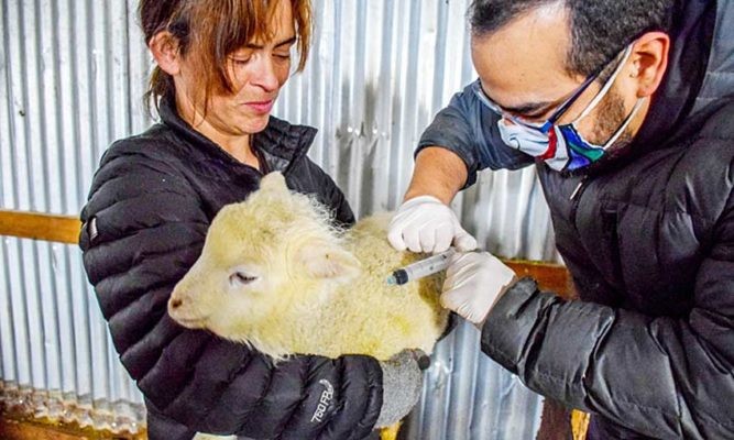 En Puerto Williams activan operativo veterinario ante presencia de falsas garrapatas en ovinos