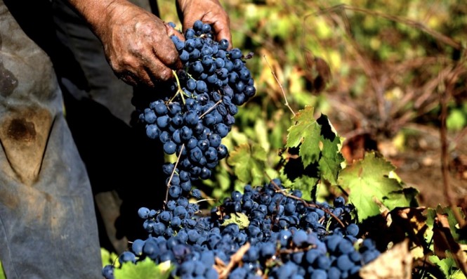 Impulsan vinos de pequeños agricultores con rescate patrimonial del Valle de Cachapoal: de arropes, pipeños y asoleados